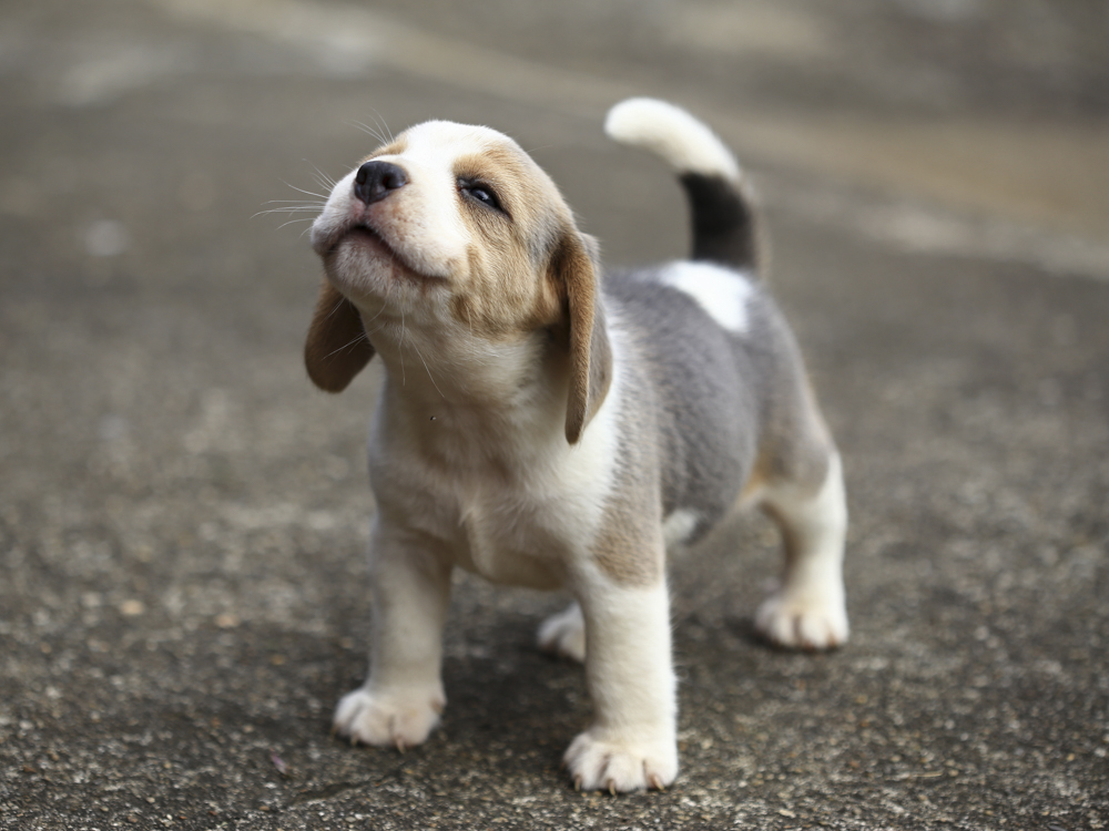 Managing Natural Herding Behaviors